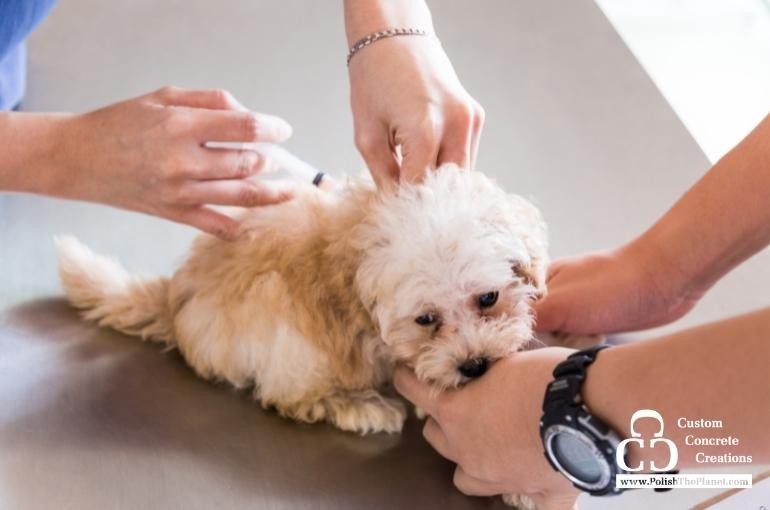 UPDATE: Polished concrete flooring for veterinarian clinics